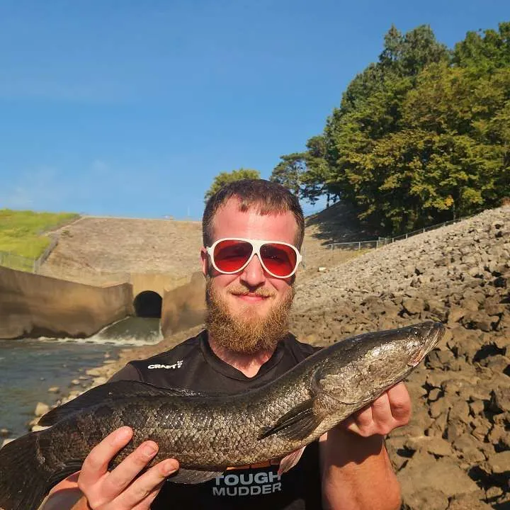 Northern snakehead caught on Fishbrain
