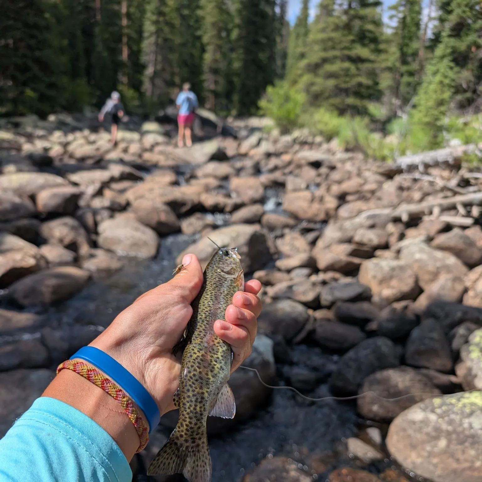 The most recent Rainbow trout catches on Fishbrain