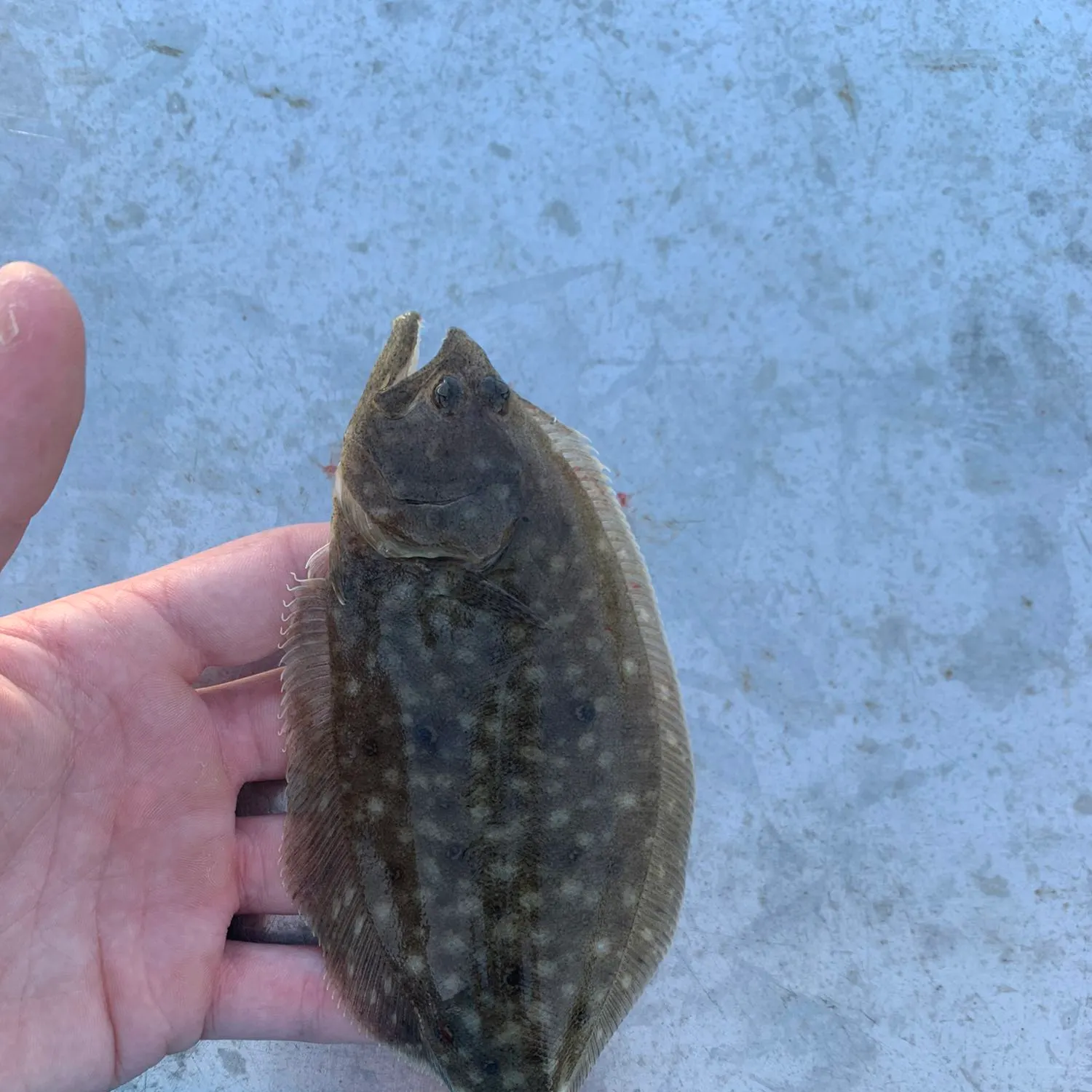 angler catch