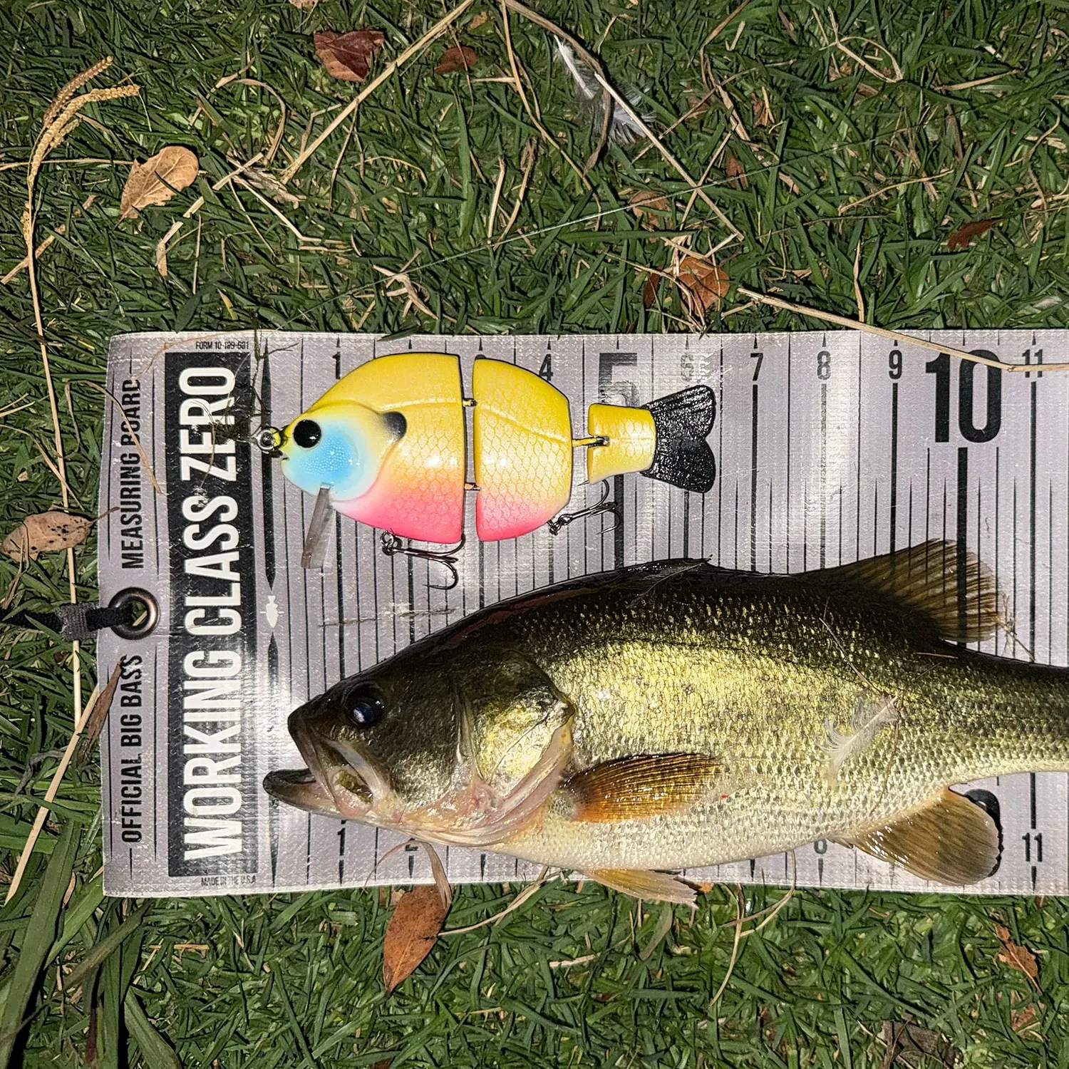Largemouth bass caught on Fishbrain