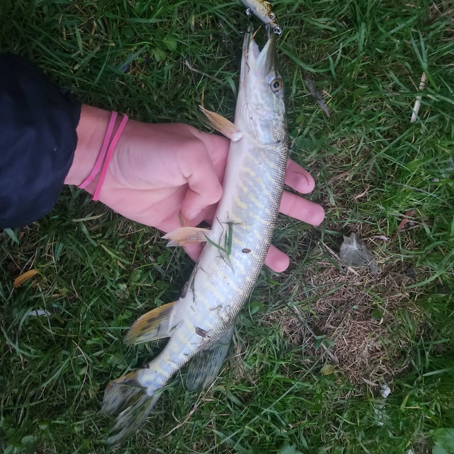 Northern pike caught on Fishbrain