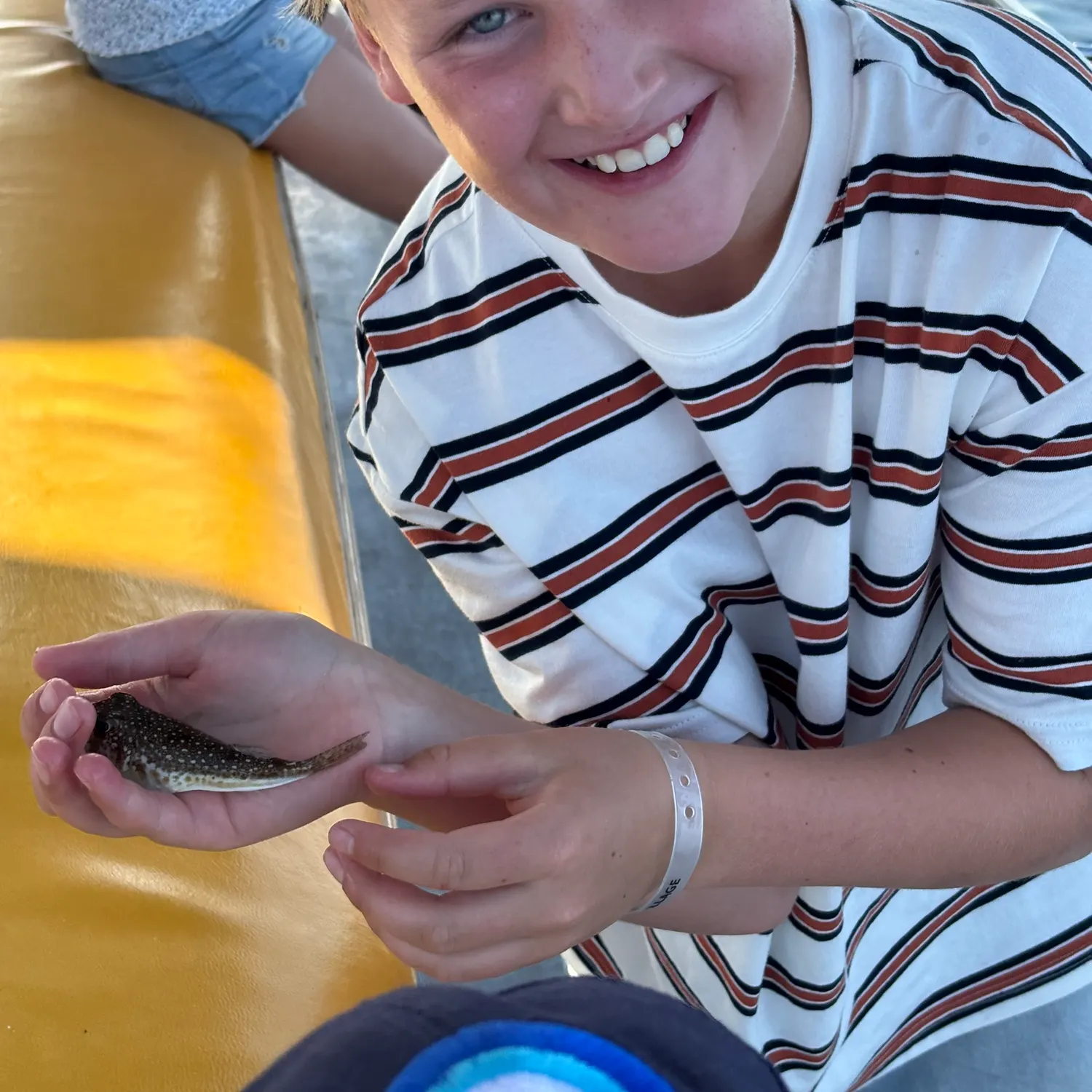 Evileye pufferfish caught on Fishbrain