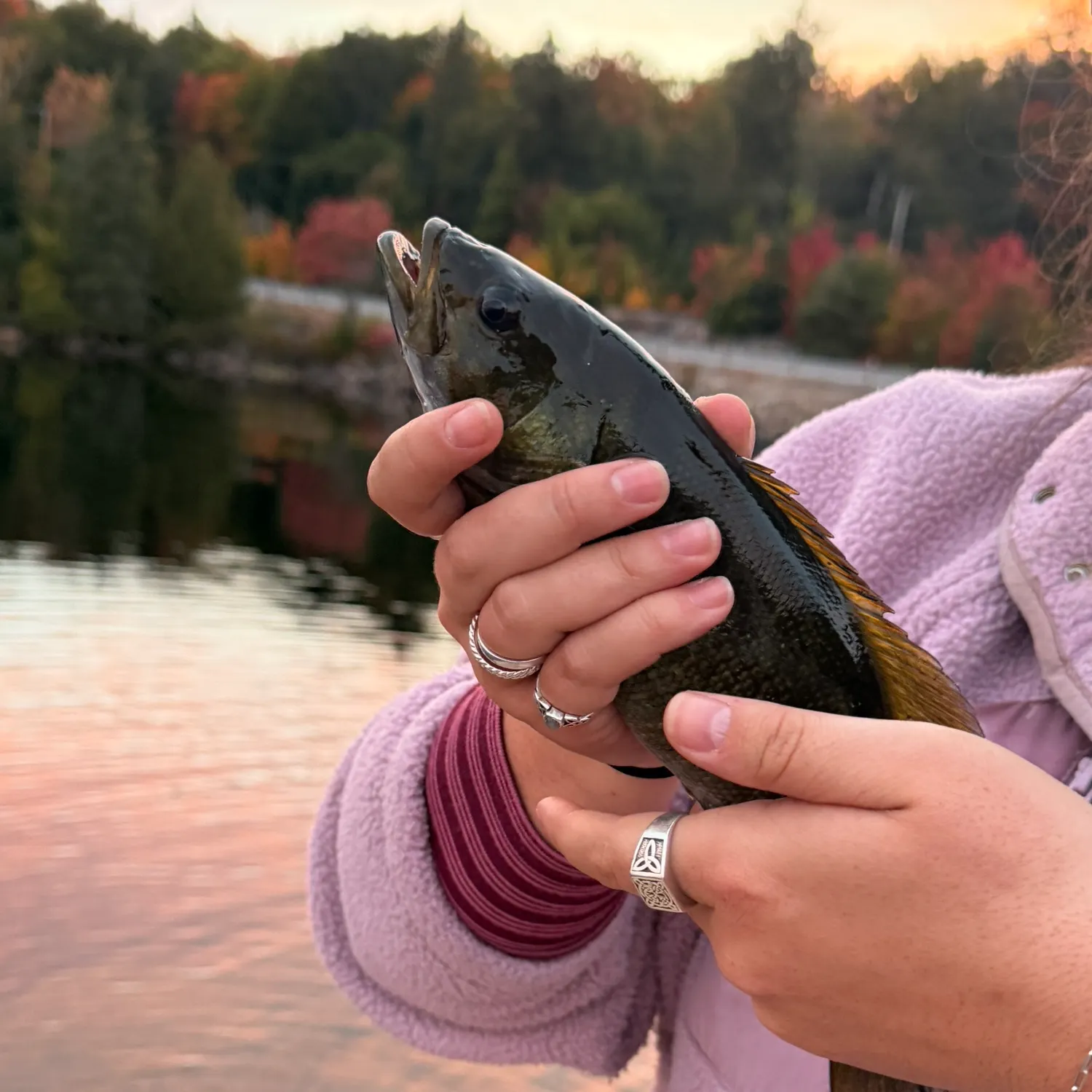 Smallmouth bass caught on Fishbrain