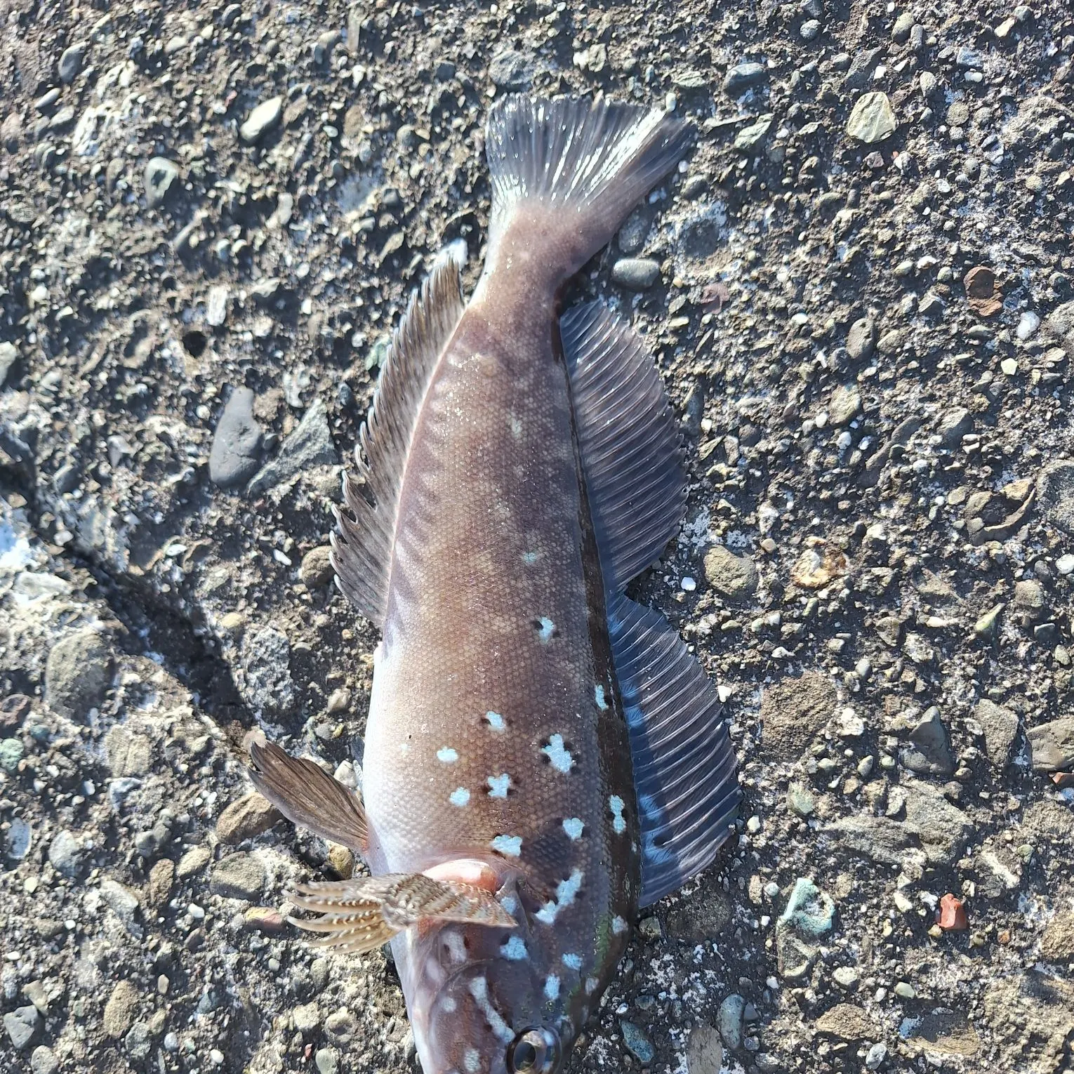 The most recent Kelp greenling catches on Fishbrain