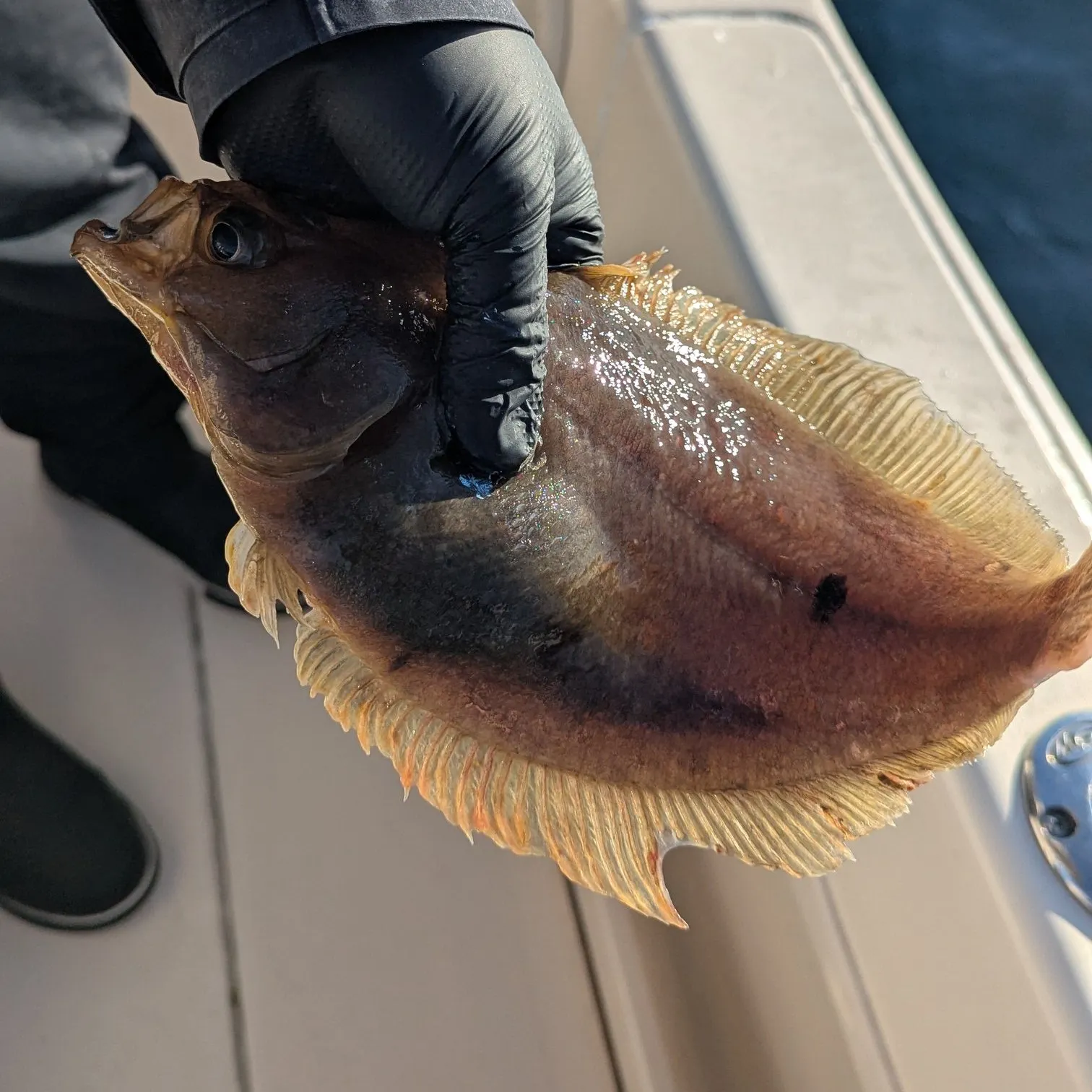 The most recent California halibut catches on Fishbrain