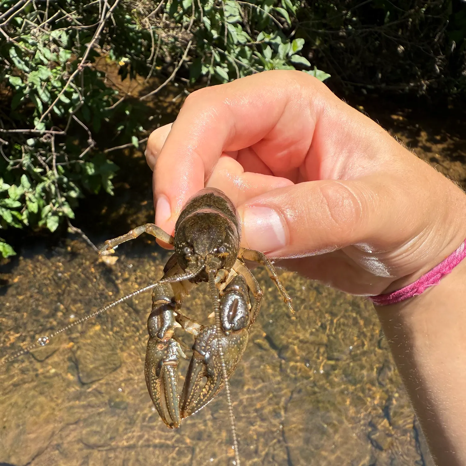 The most recent Appalachian brook crayfish catches on Fishbrain