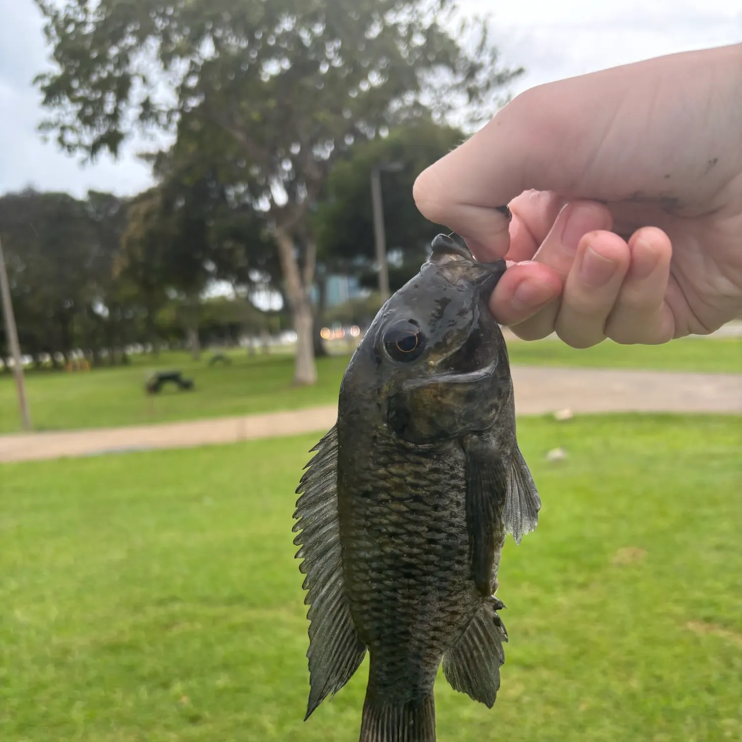 The most recent Blackchin tilapia catches on Fishbrain