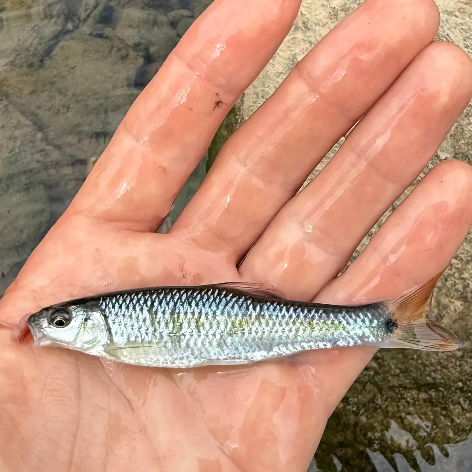 The most recent Alabama shiner catches on Fishbrain