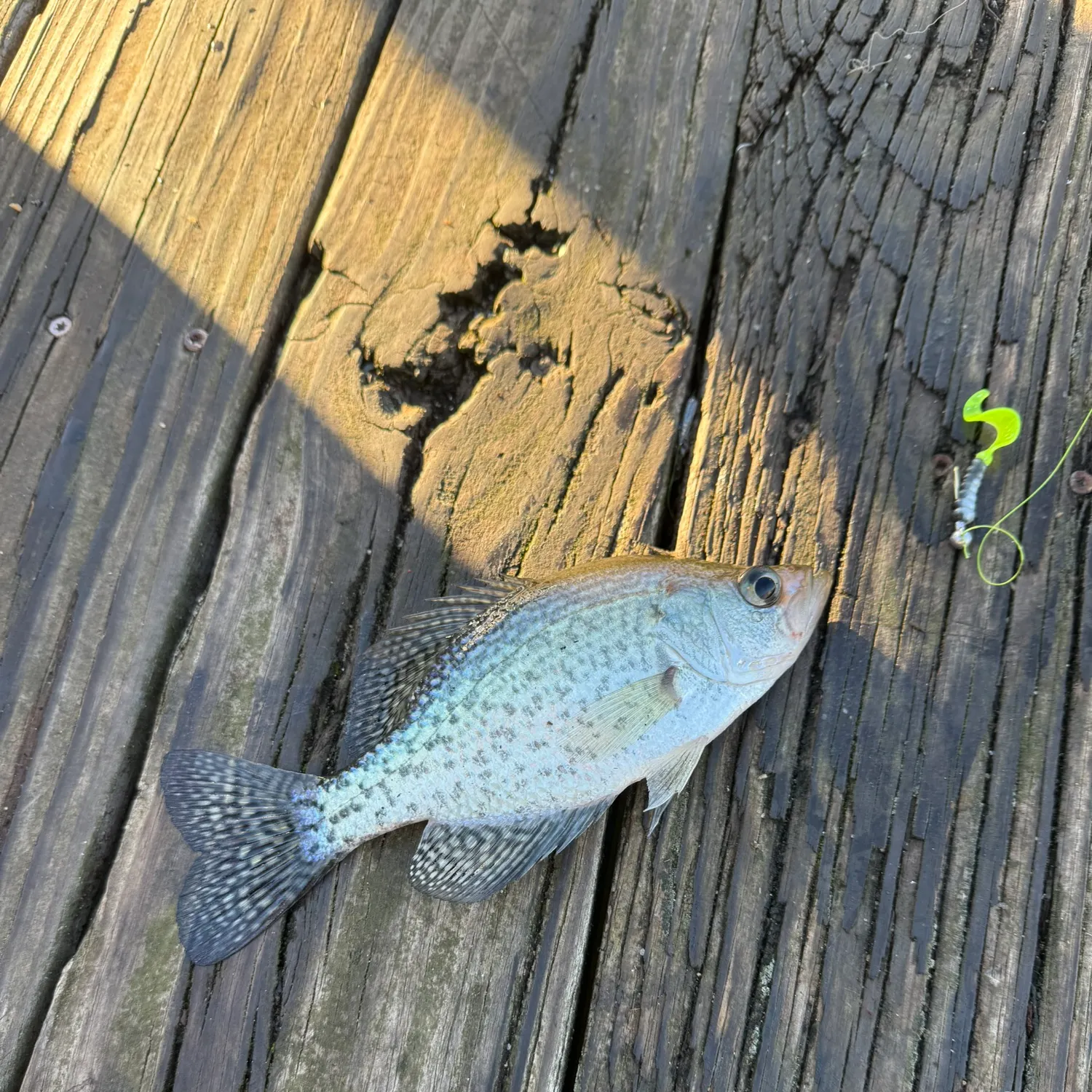 Black crappie caught on Fishbrain