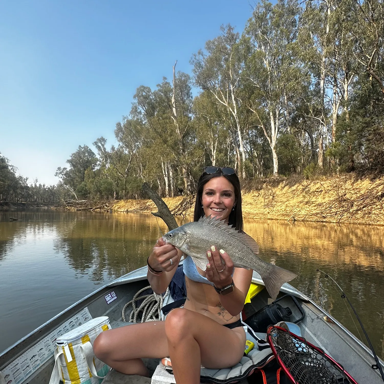 The most recent Bidyan perch catches on Fishbrain