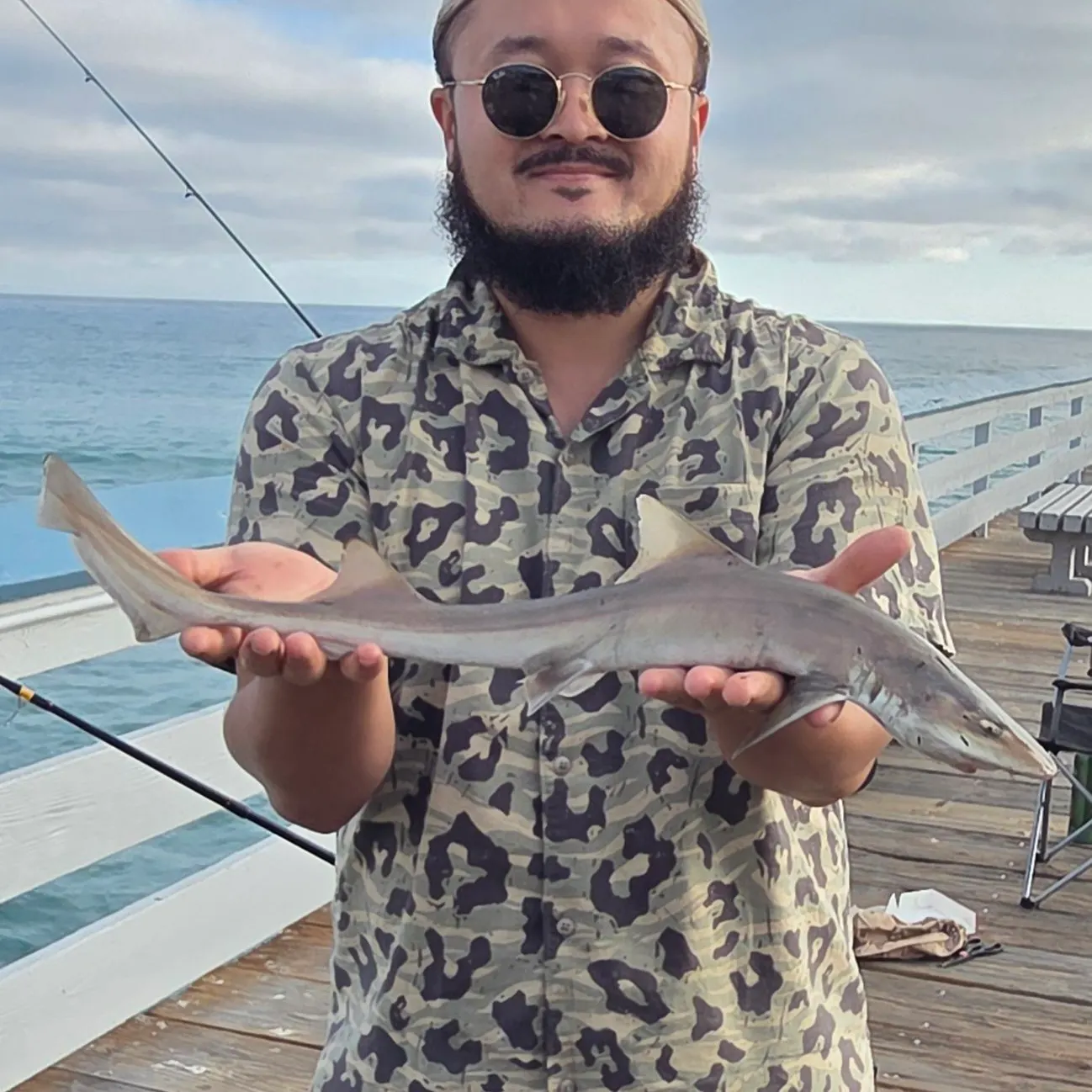 The most recent Brown smooth-hound catches on Fishbrain