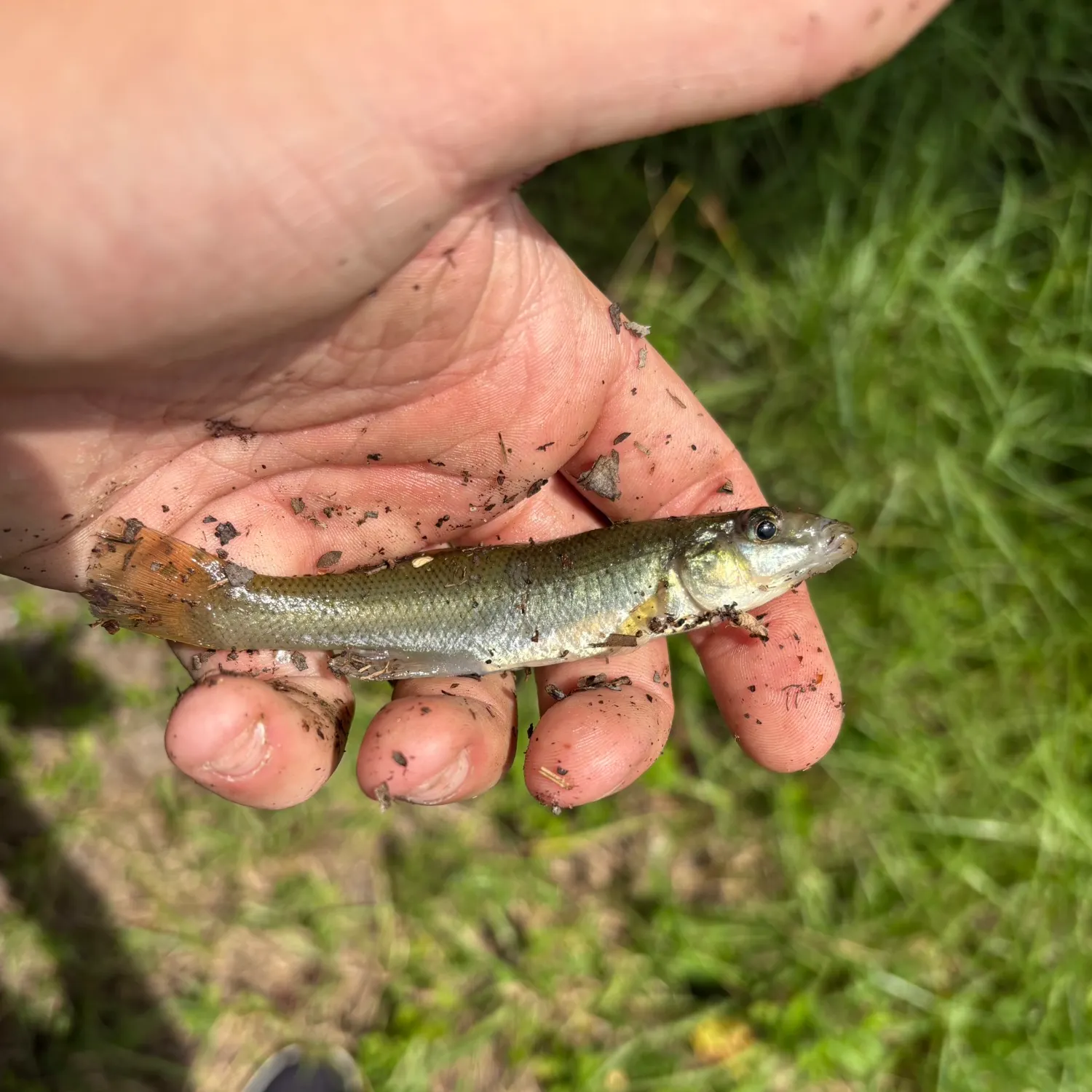 The most recent Seminole killifish catches on Fishbrain