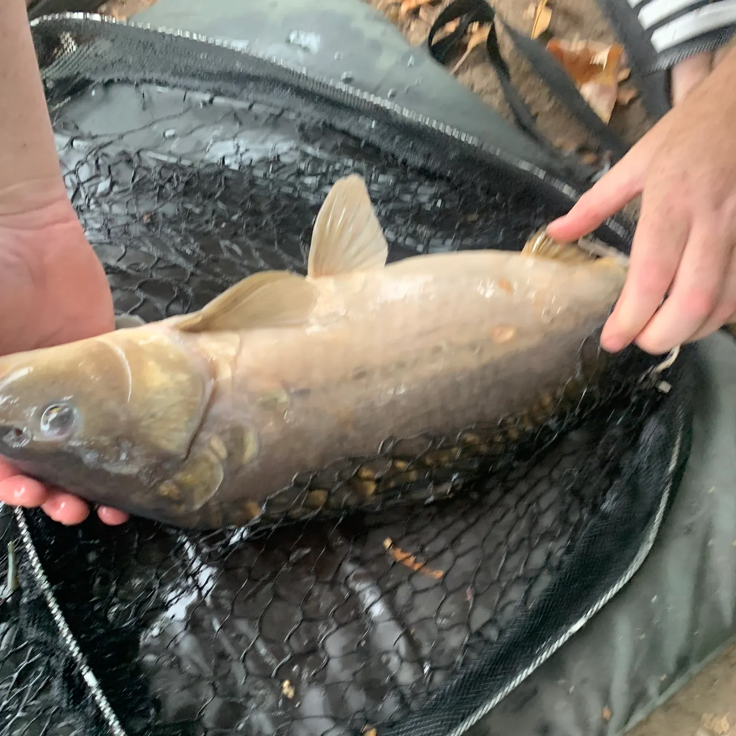 Mirror carp caught on Fishbrain
