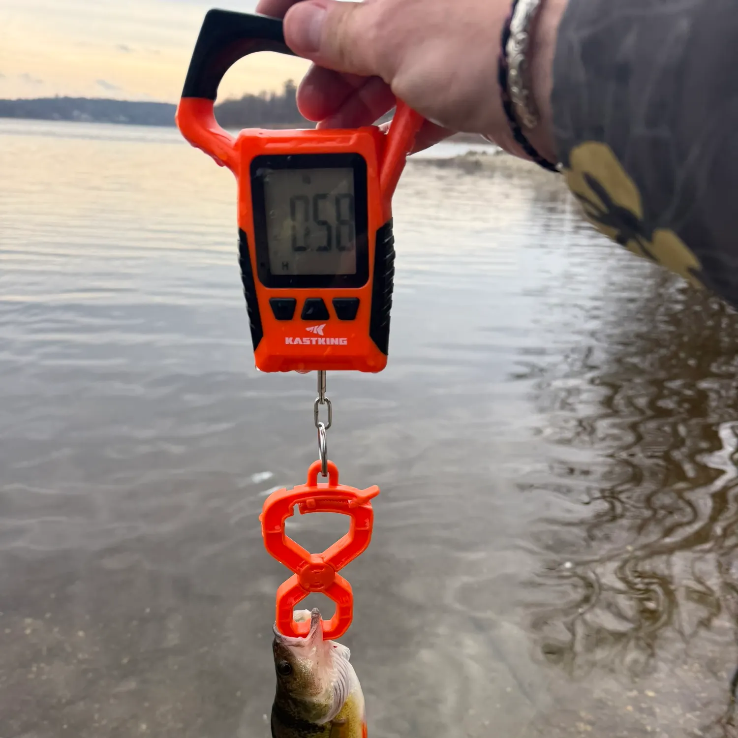The most recent Yellow perch catches on Fishbrain