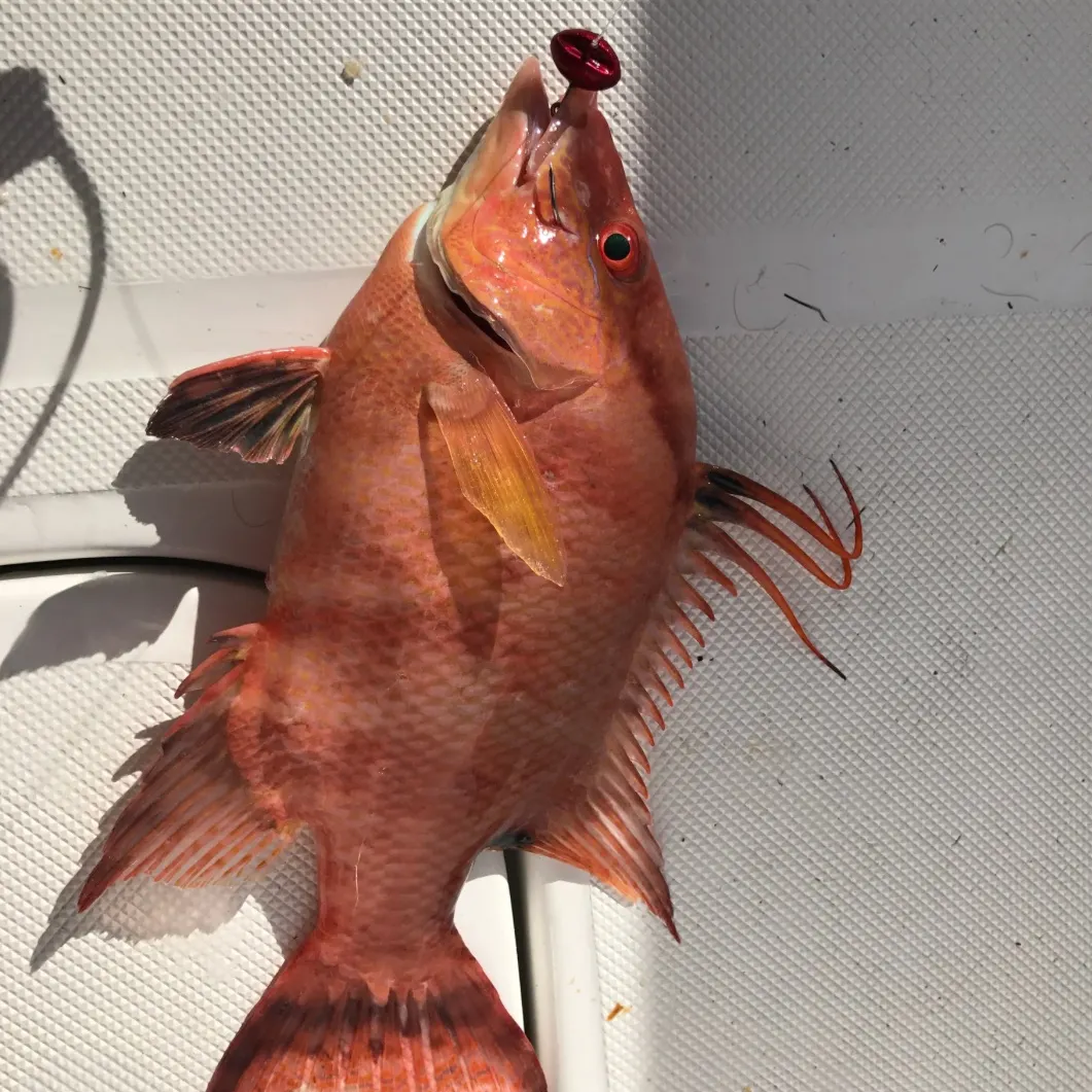 The most recent Hogfish catches on Fishbrain