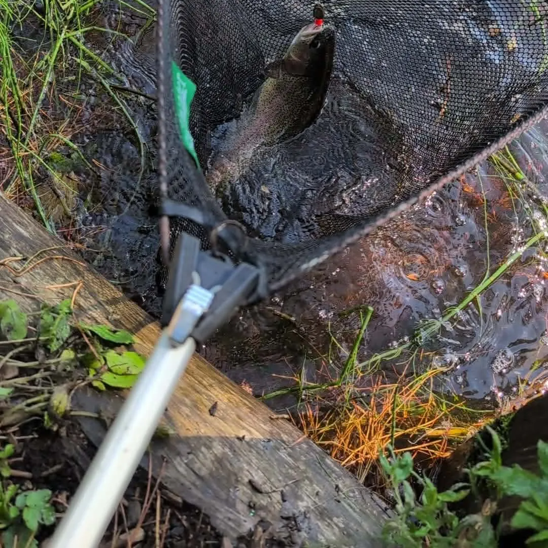 Rainbow trout caught on Fishbrain