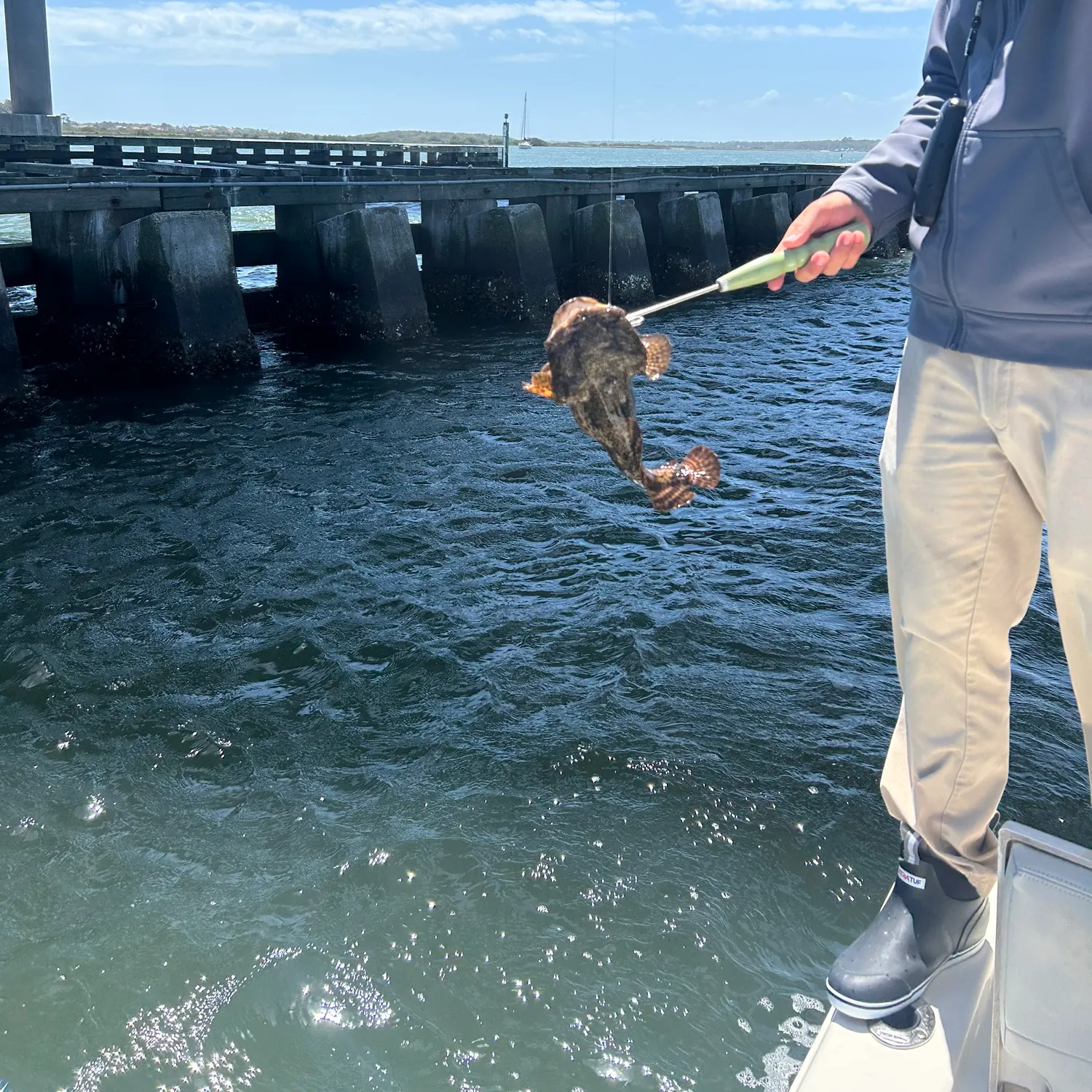 The most recent Boulenger's toadfish catches on Fishbrain