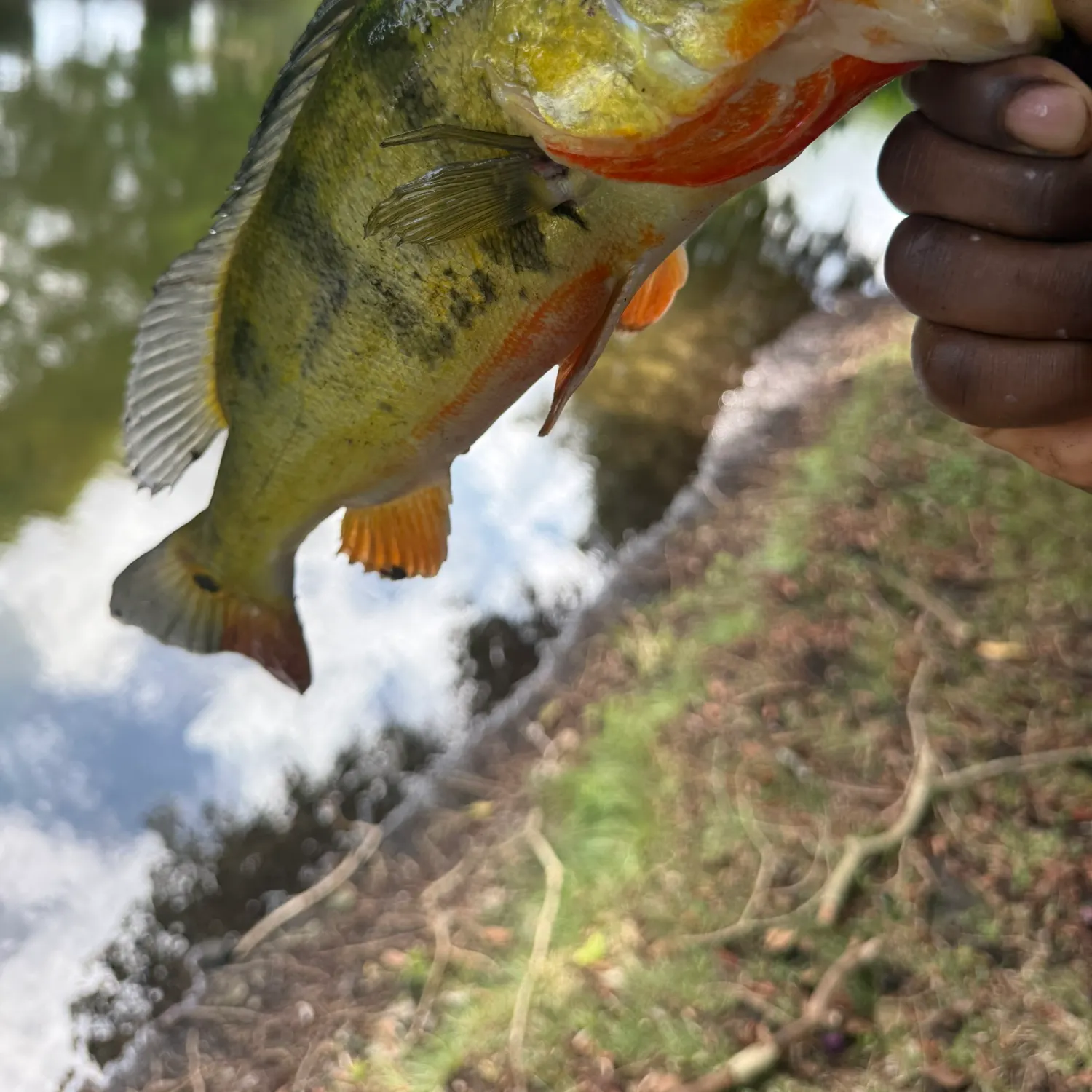 Butterfly peacock bass caught on Fishbrain
