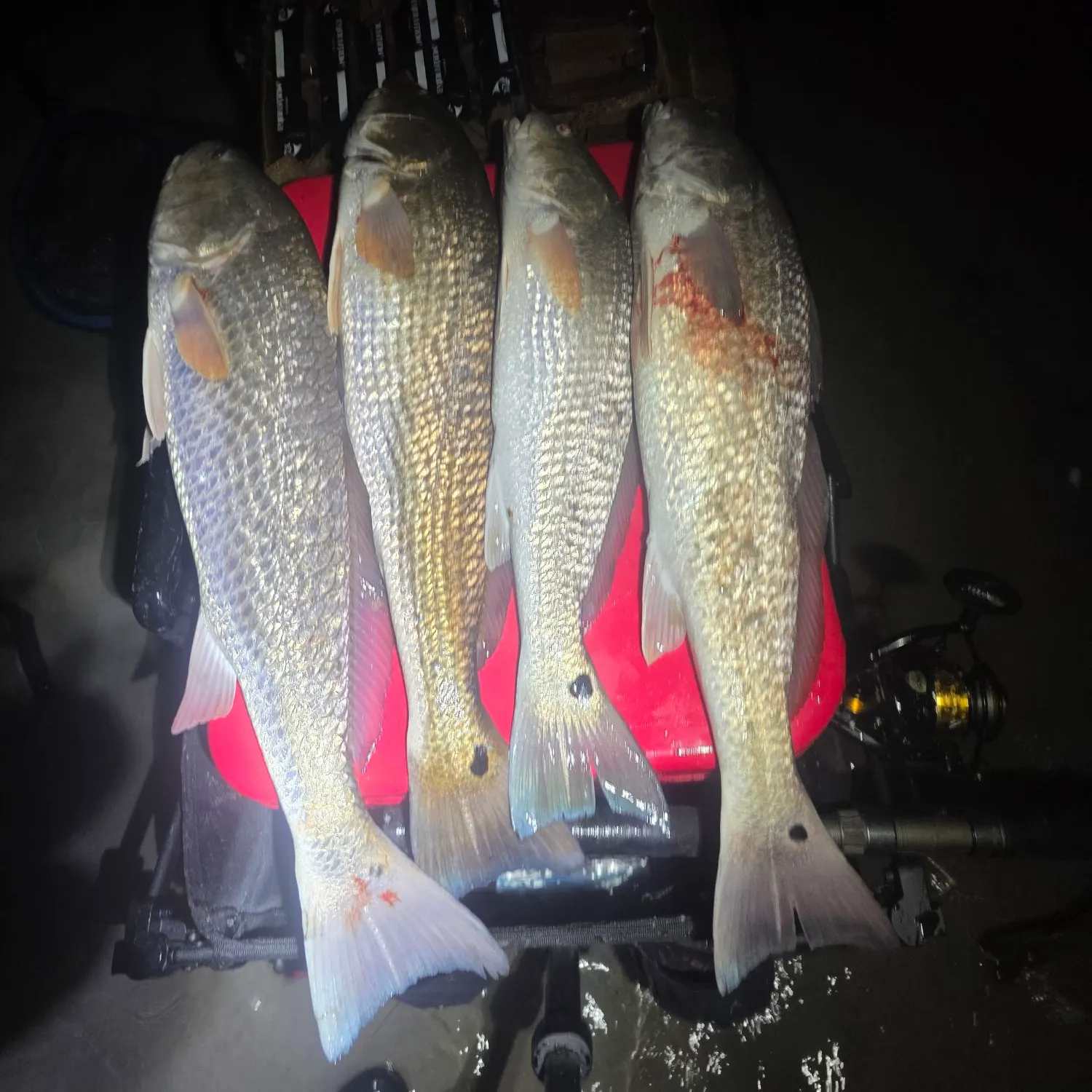 Fish caught on Fishbrain