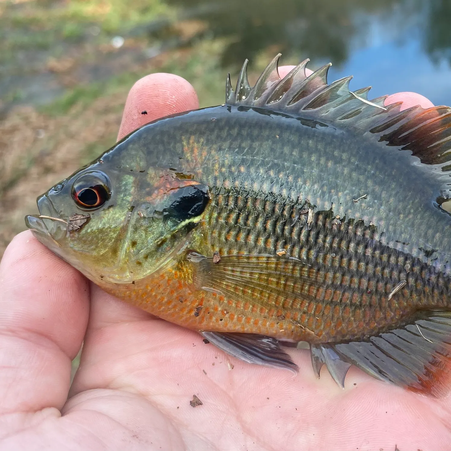 The most recent Redspotted sunfish catches on Fishbrain