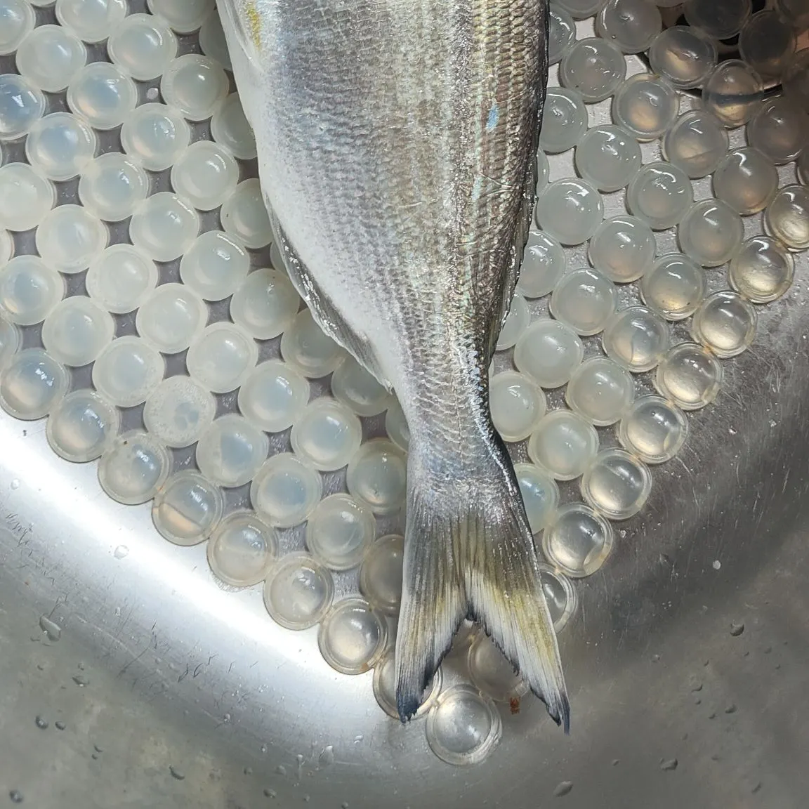 The most recent Gilthead seabream catches on Fishbrain