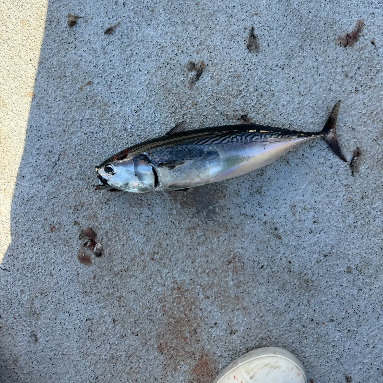 The most recent Bullet tuna catches on Fishbrain