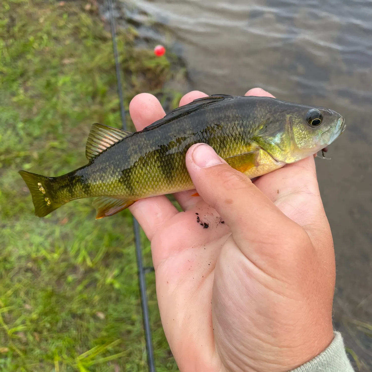 Yellow perch caught on Fishbrain