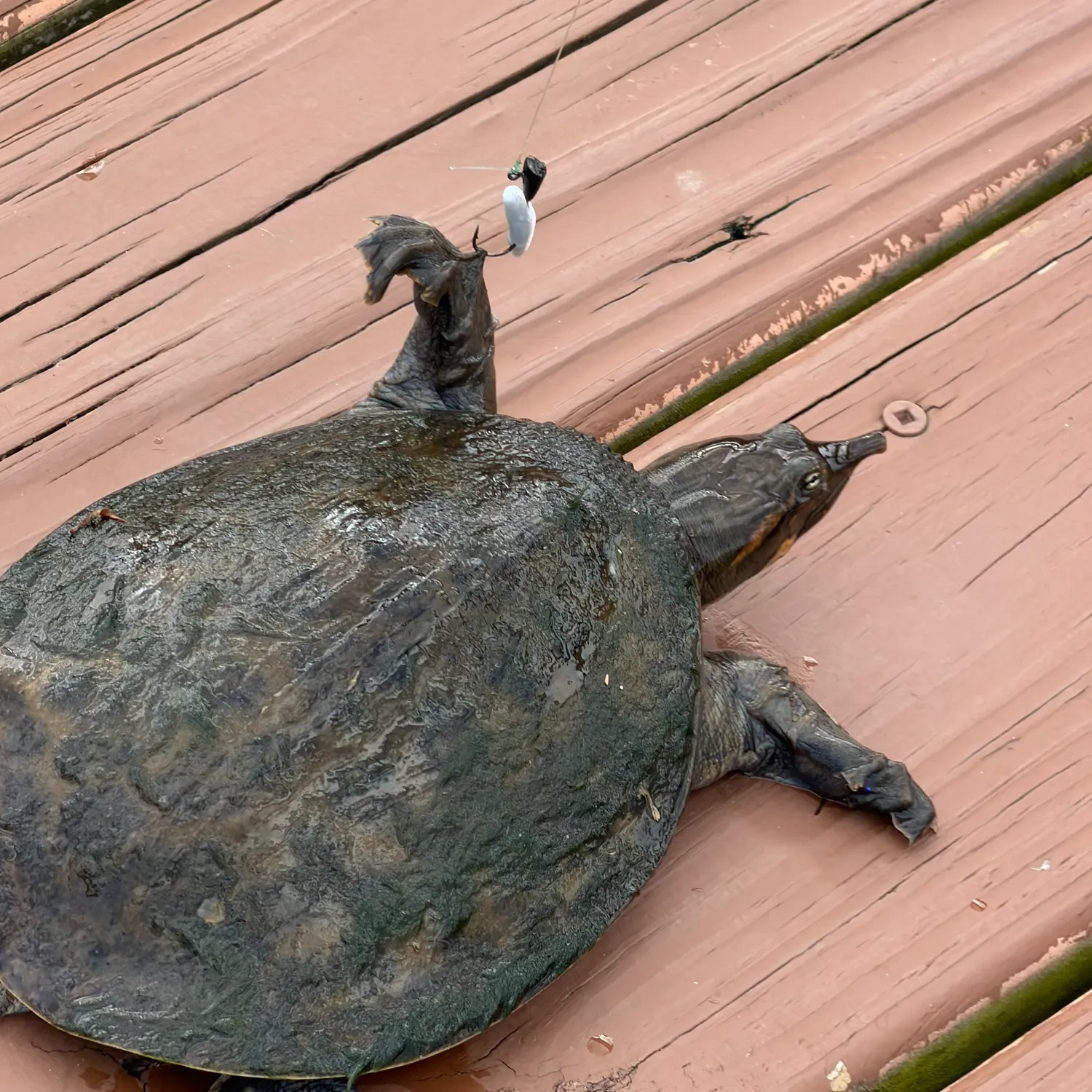 The most recent Florida softshell turtle catches on Fishbrain