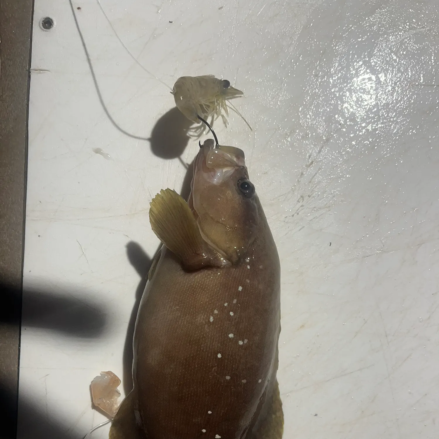 The most recent Whitespotted soapfish catches on Fishbrain