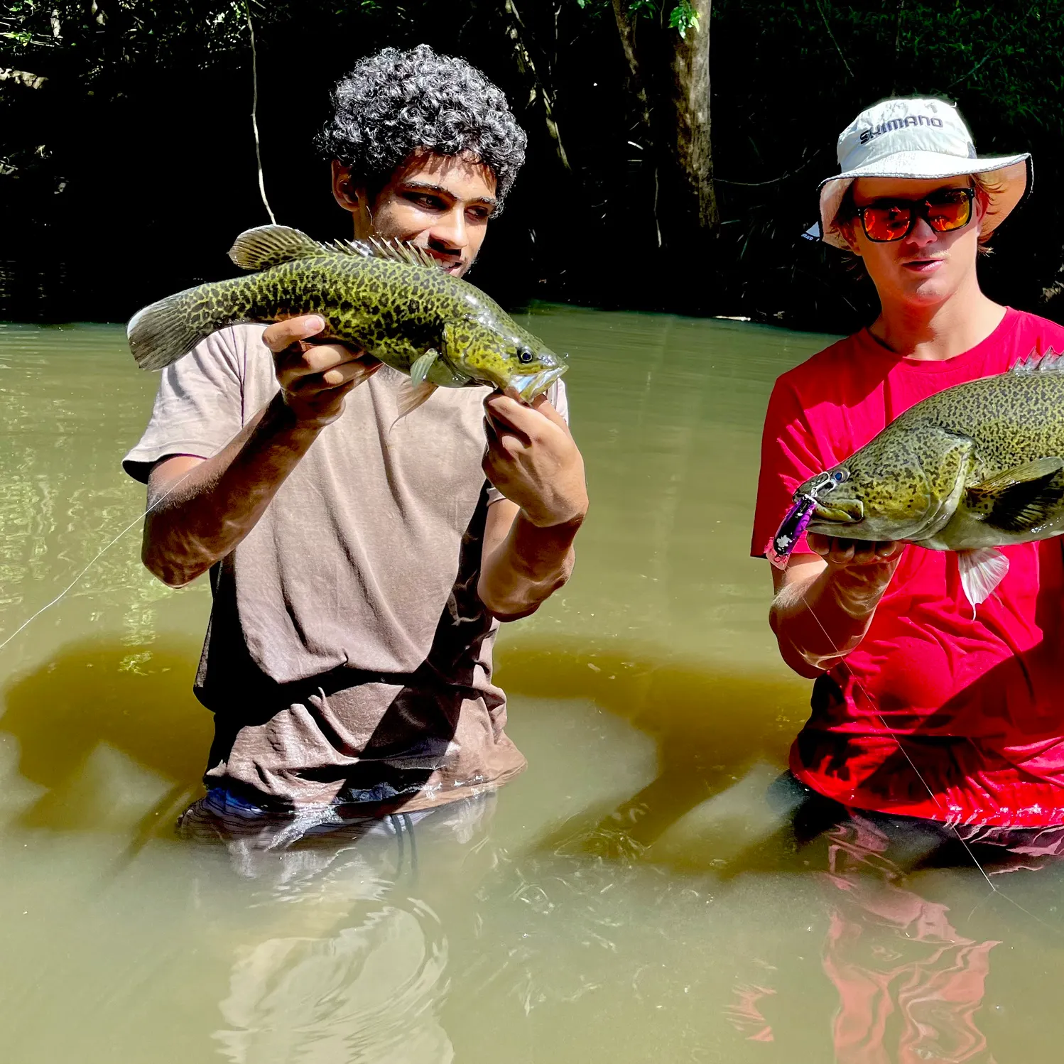 The most recent Mary River cod catches on Fishbrain