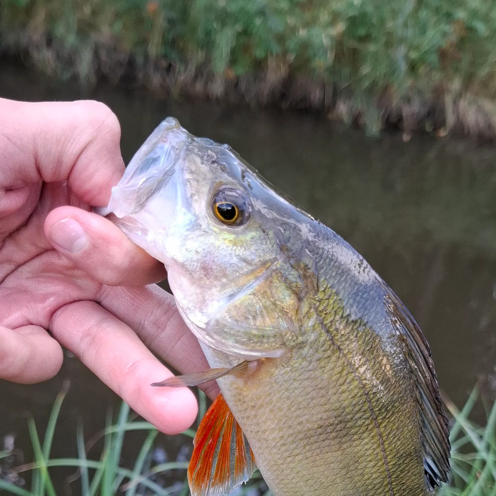 European perch caught on Fishbrain