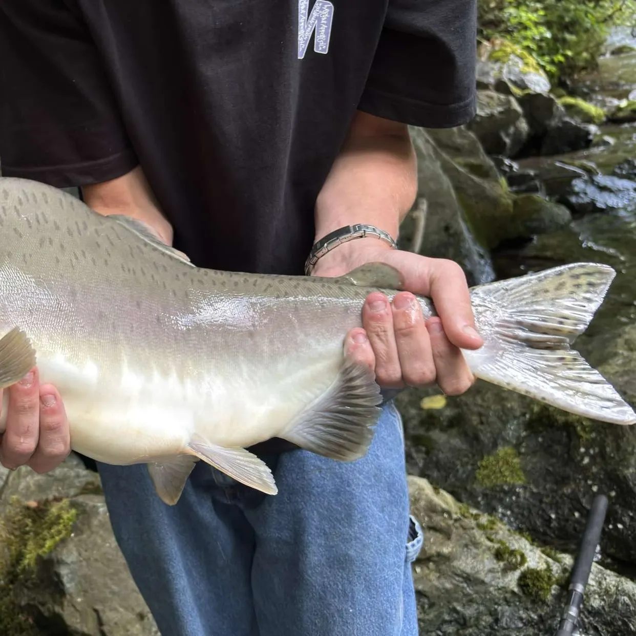 The most recent Pink salmon catches on Fishbrain