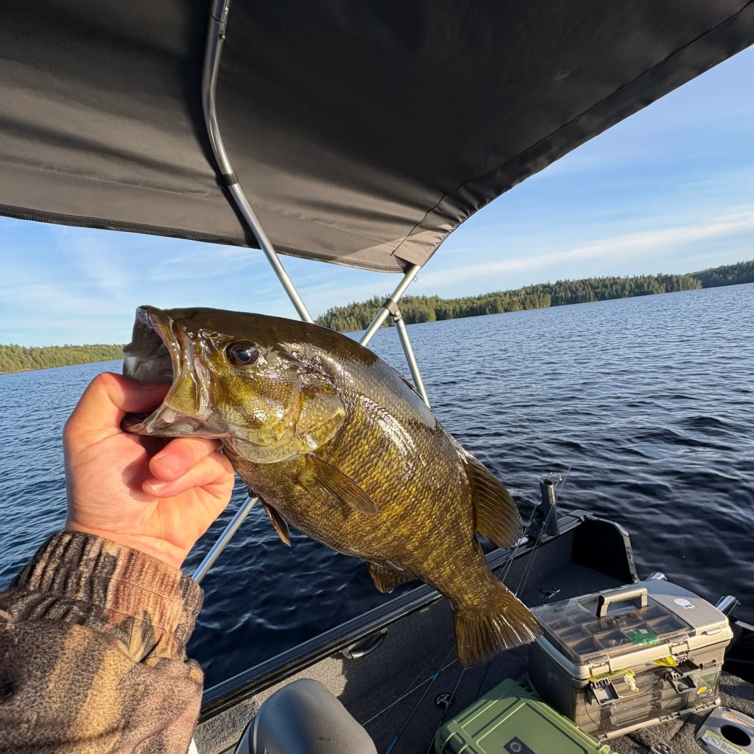 Smallmouth bass caught on Fishbrain