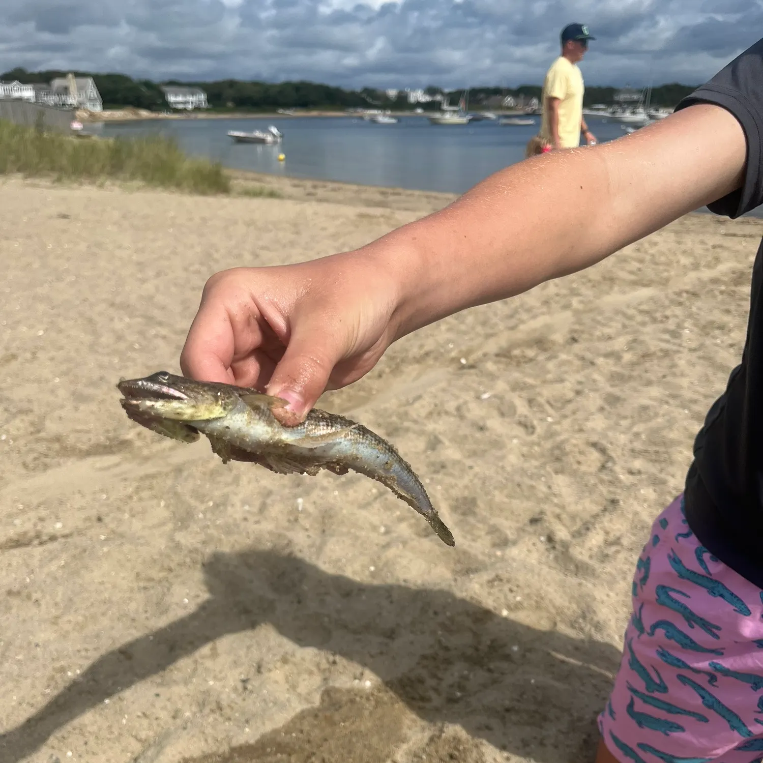 Burbot caught on Fishbrain