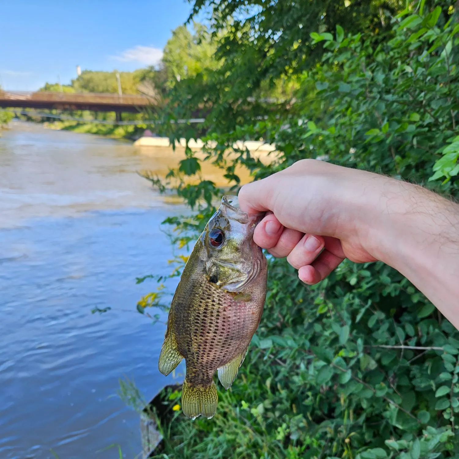 Rock bass caught on Fishbrain