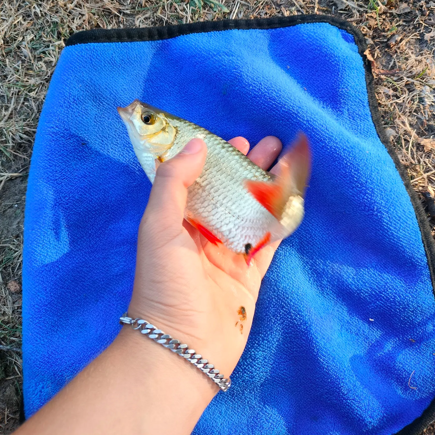 The most recent Cactus roach catches on Fishbrain