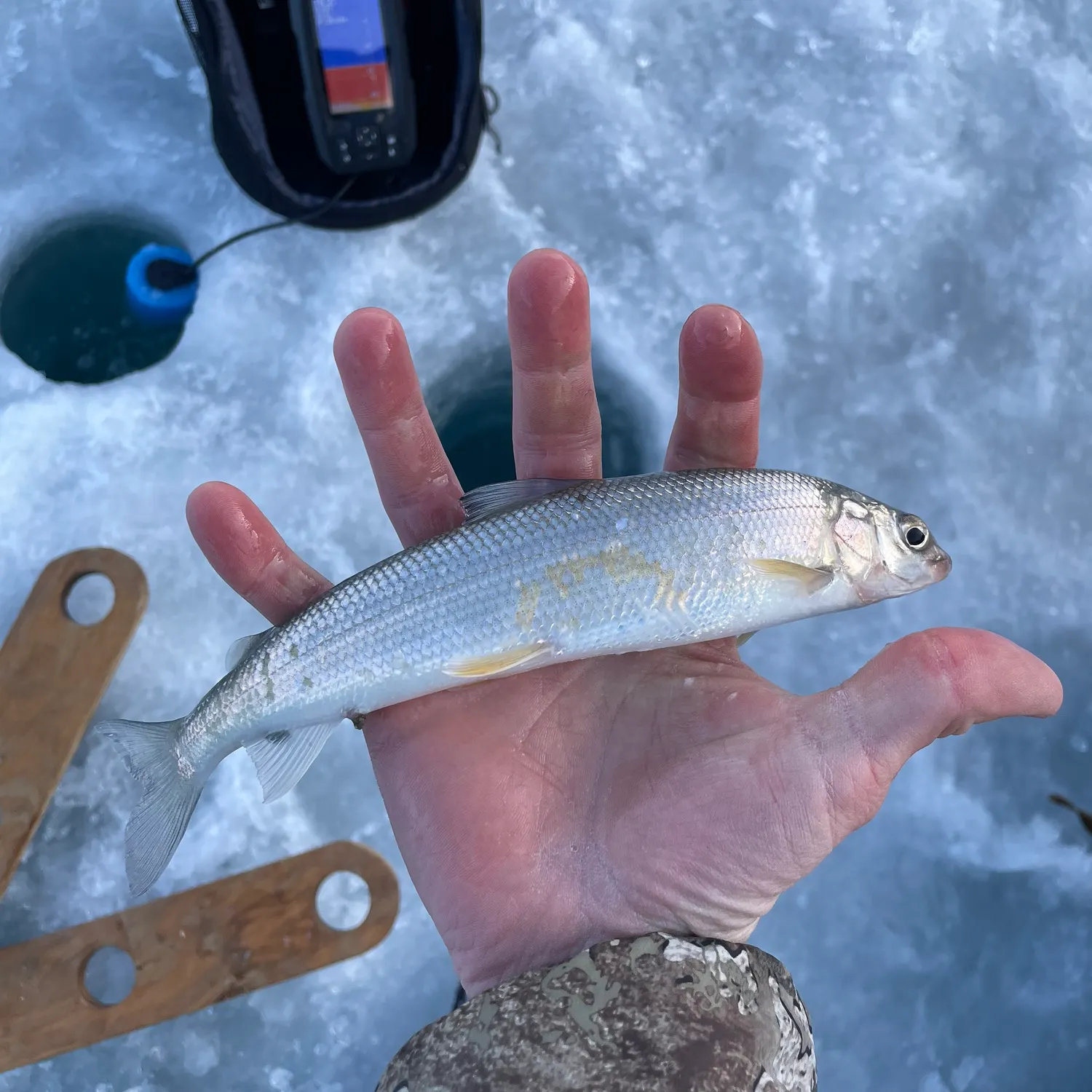 The most recent Mountain whitefish catches on Fishbrain