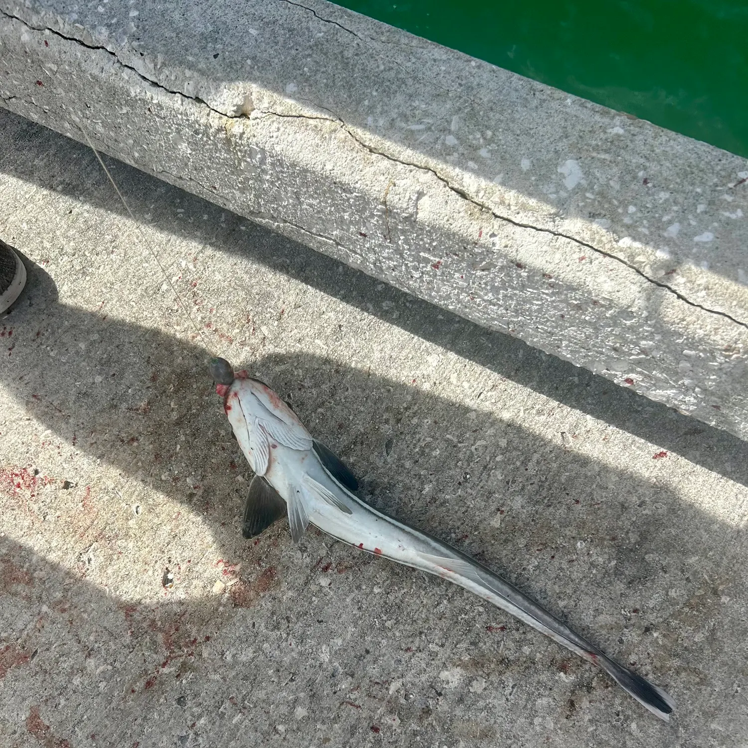 Live sharksucker caught on Fishbrain