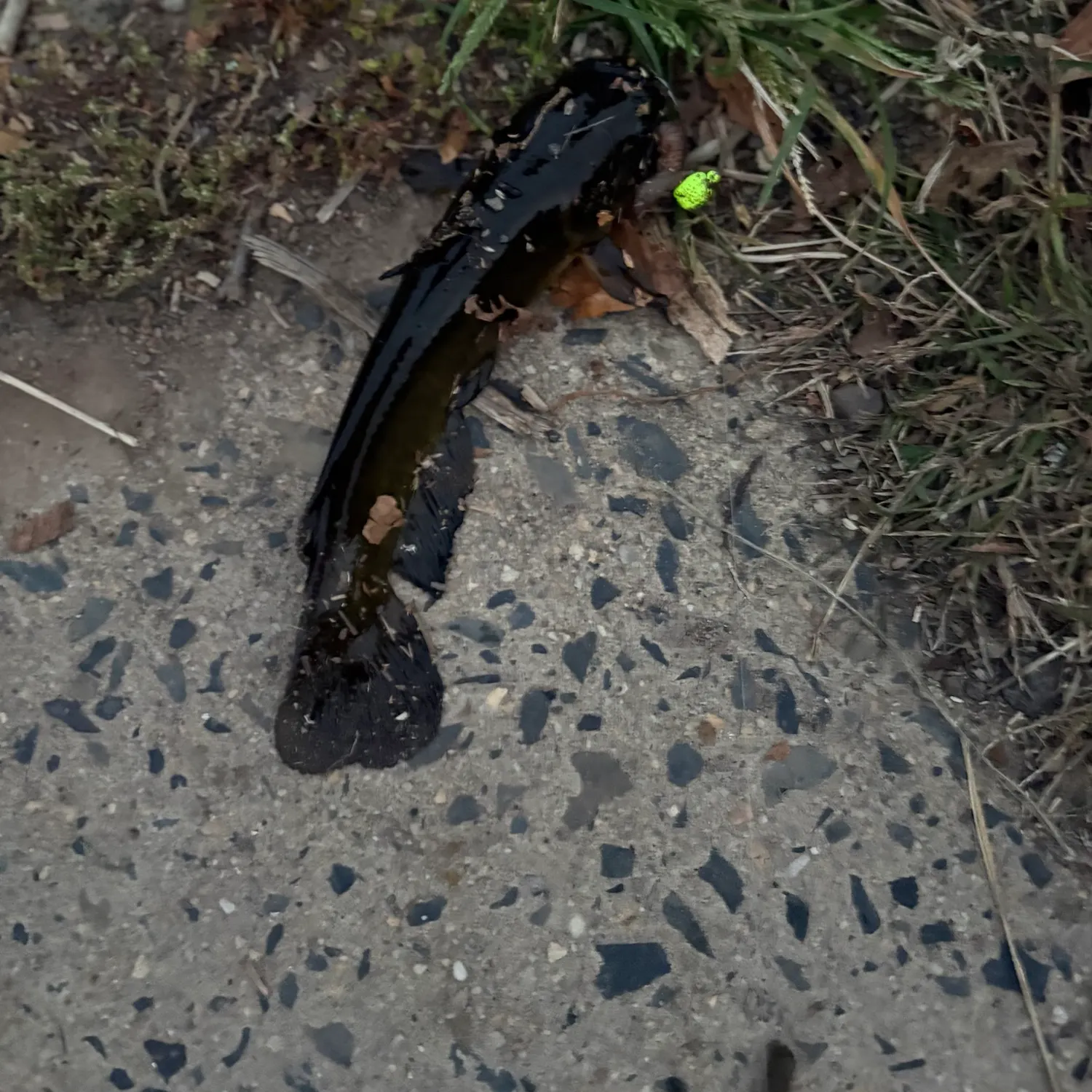 Yellow bullhead caught on Fishbrain