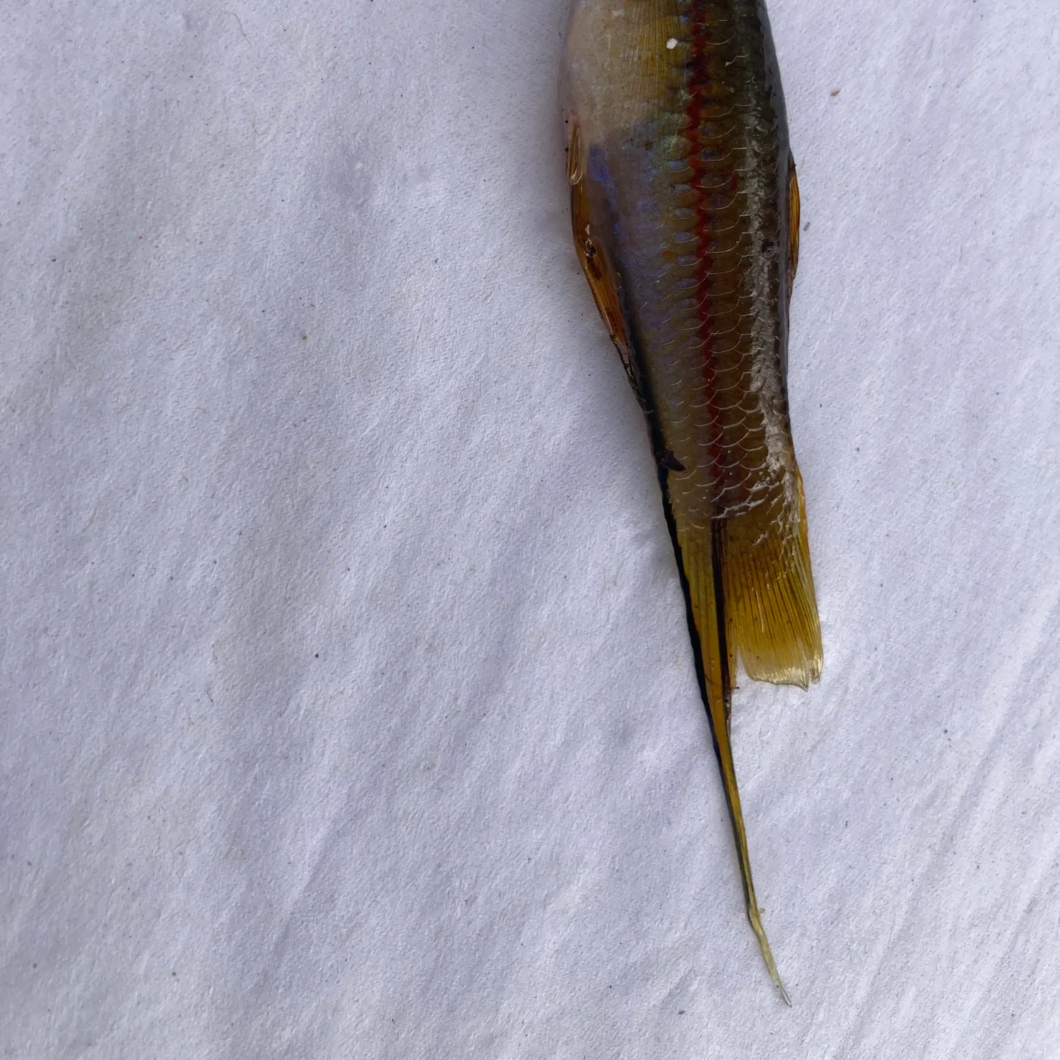 The most recent Green swordtail catches on Fishbrain