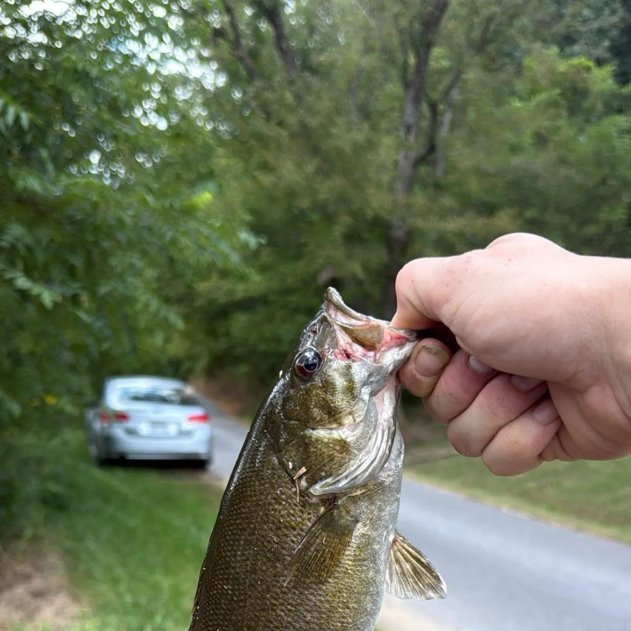 Smallmouth bass caught on Fishbrain