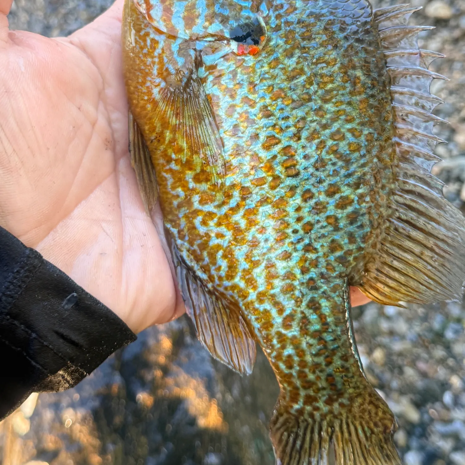 Fish caught on Fishbrain