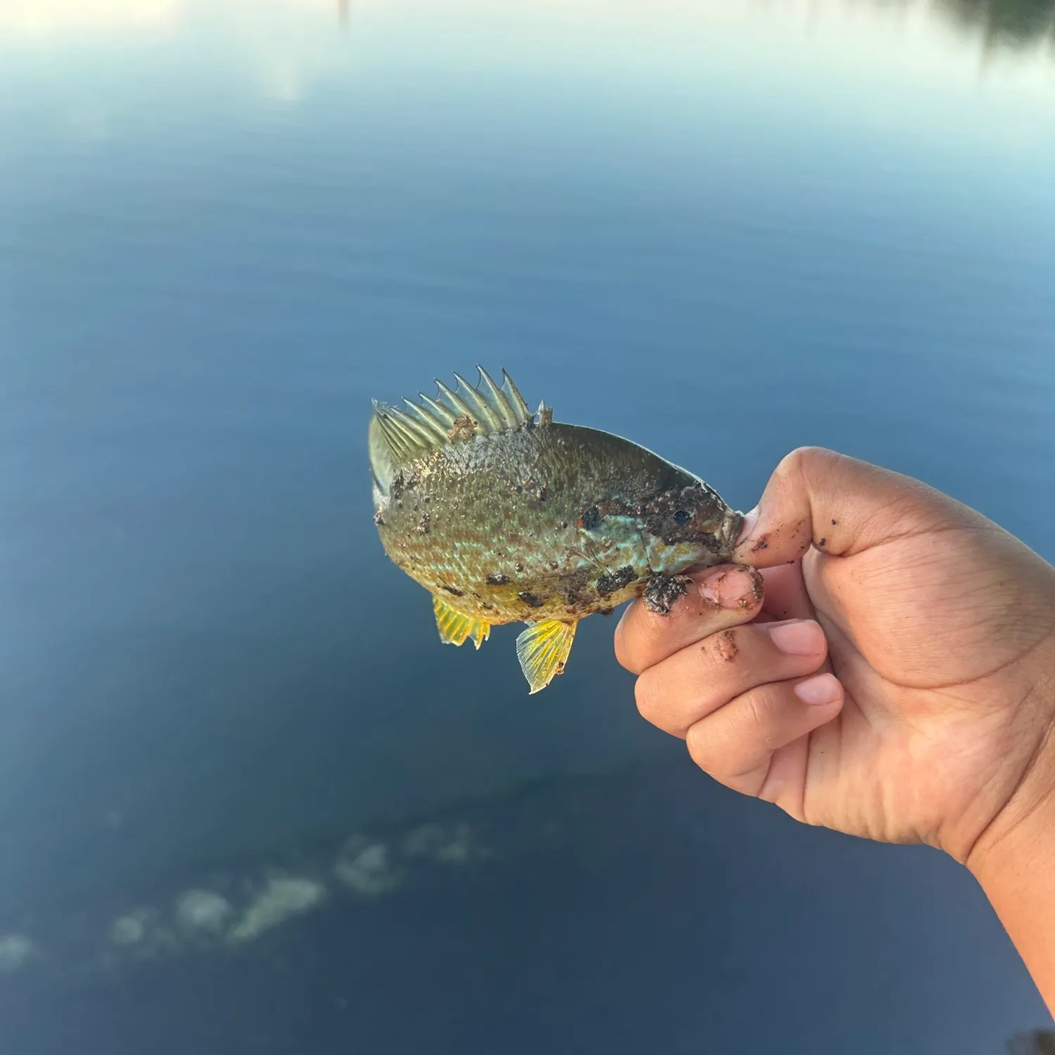 Pumpkinseed caught on Fishbrain