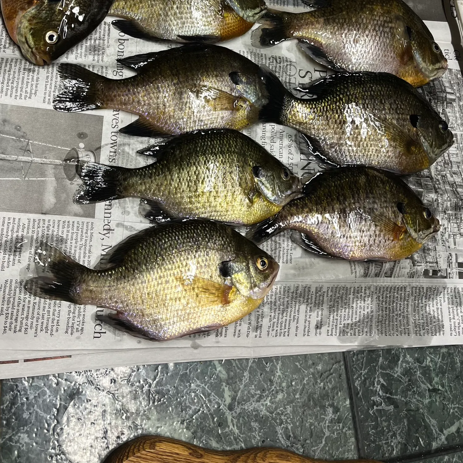 recently logged catches