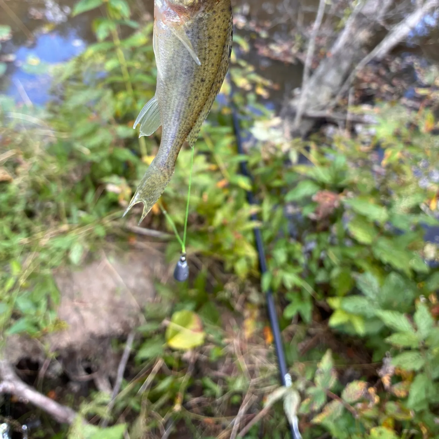 The most recent Eurasian ruffe catches on Fishbrain