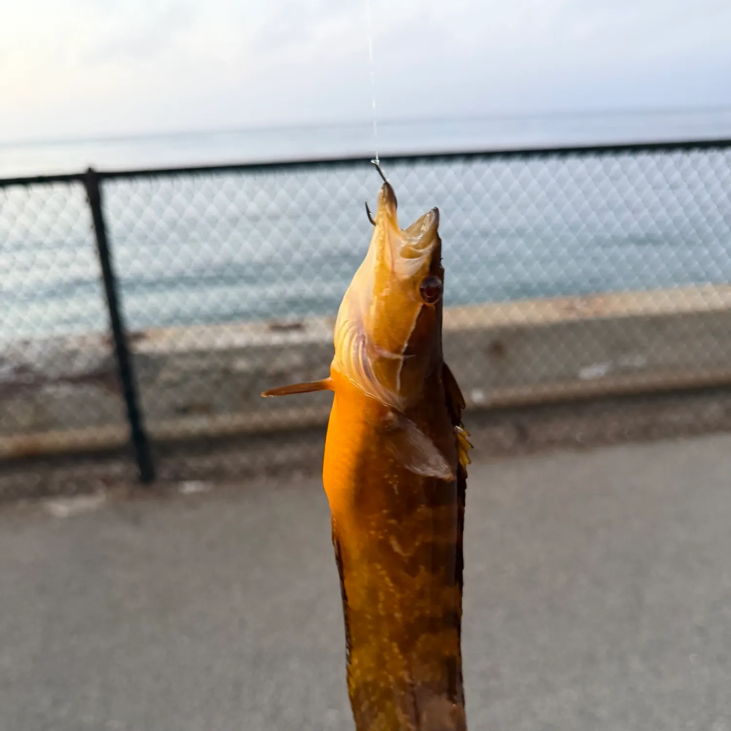 The most recent Giant kelpfish catches on Fishbrain