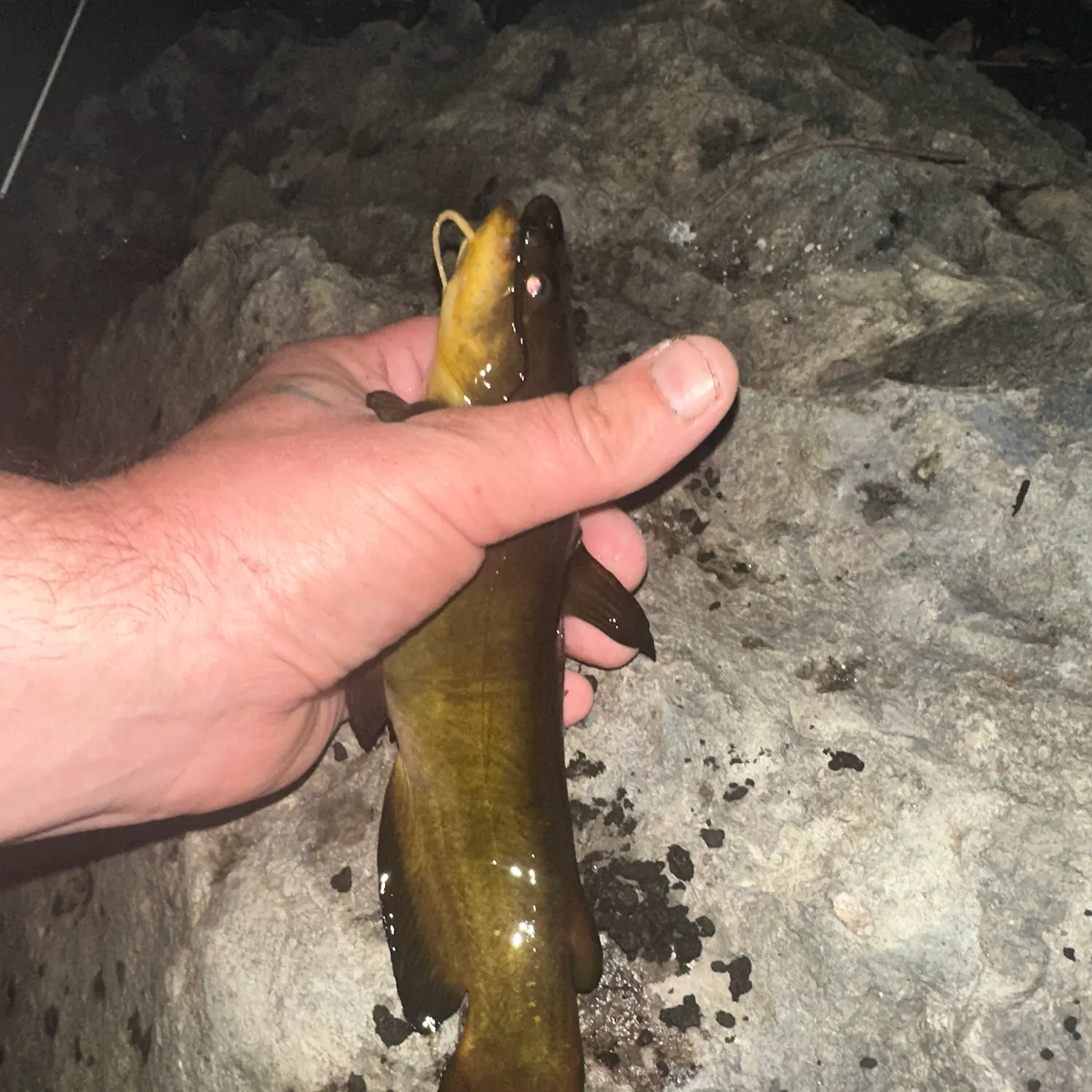 Yellow bullhead caught on Fishbrain