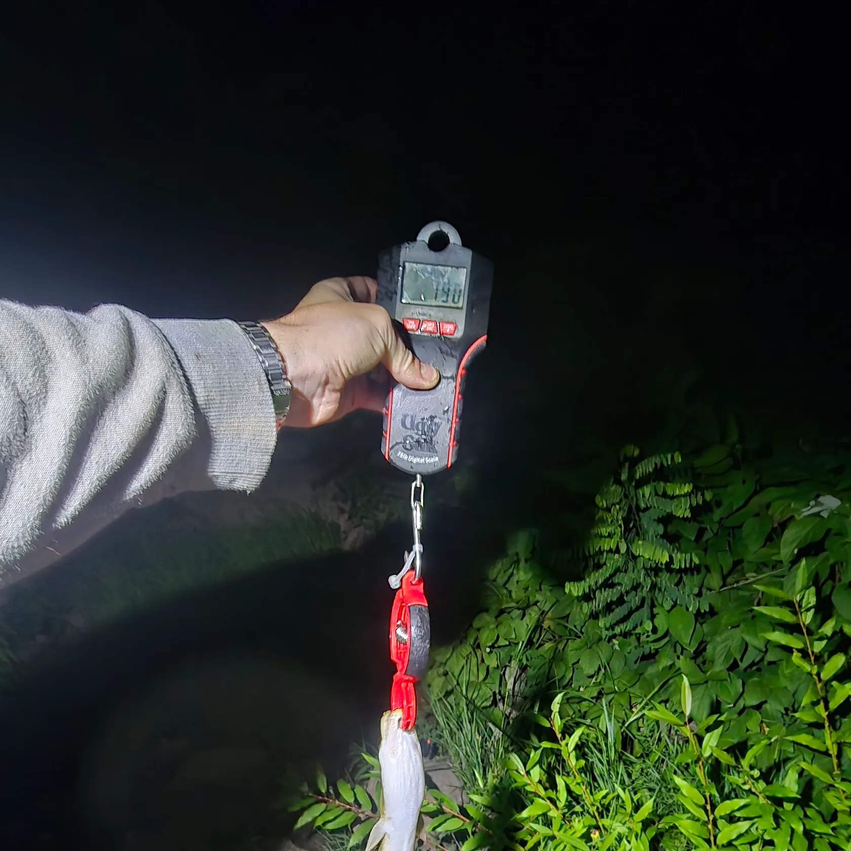 American eel caught on Fishbrain