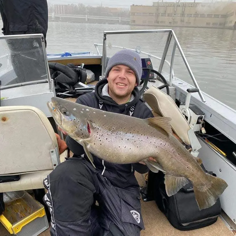 The most recent Brown trout catches on Fishbrain