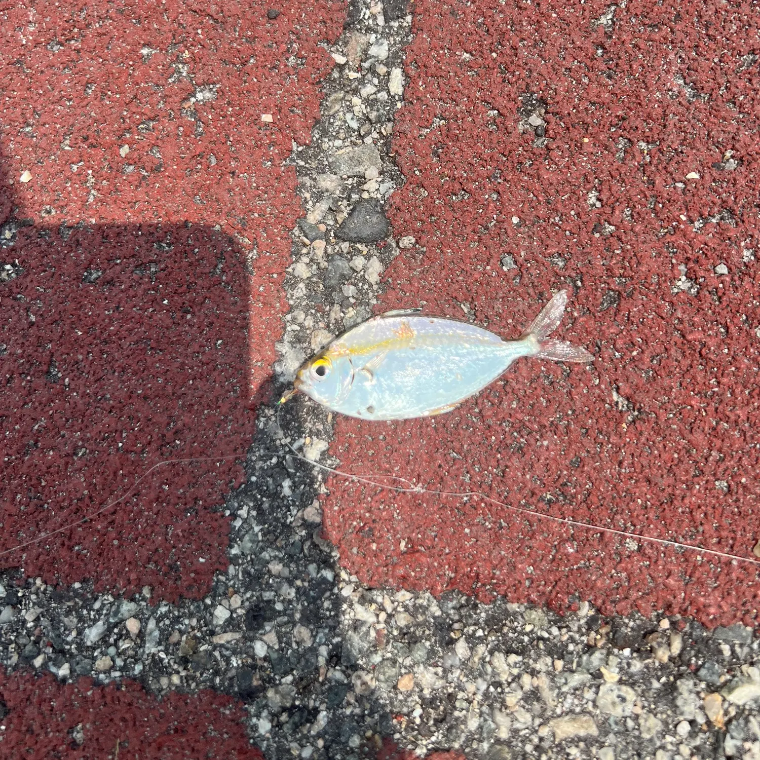 The most recent Spotnape ponyfish catches on Fishbrain